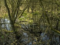 NL, Limburg, Weert, Wilgenbroekbos, Laagbroek 1, Saxifraga-Jan van der Straaten