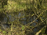 NL, Limburg, Weert, Wilgenbroekbos, Laagbroek 2, Saxifraga-Jan van der Straaten