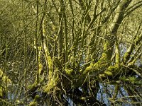 NL, Limburg, Weert, Wilgenbroekbos, Laagbroek 4, Saxifraga-Jan van der Straaten