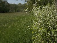 NL, Noord-Brabant, Baarle Nassau, Kromme Hoek 23, Saxifraga-Jan van der Straaten