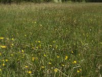 NL, Noord-Brabant, Baarle Nassau, Kromme Hoek 25, Saxifraga-Jan van der Straaten