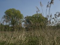 NL, Noord-Brabant, Baarle Nassau, Kromme Hoek 38, Saxifraga-Jan van der Straaten