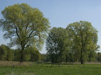 NL, Noord-Brabant, Baarle Nassau, Kromme Hoek 39, Saxifraga-Jan van der Straaten