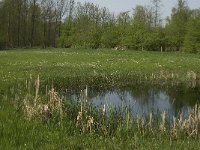 NL, Noord-Brabant, Baarle Nassau, Kromme Hoek 7, Saxifraga-Jan van der Straaten