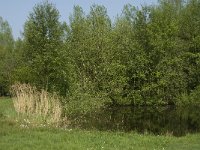 NL, Noord-Brabant, Baarle Nassau, Manke Goren 12, Saxifraga-Jan van der Straaten