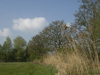 NL, Noord-Brabant, Baarle Nassau, Manke Goren 17, Saxifraga-Jan van der Straaten