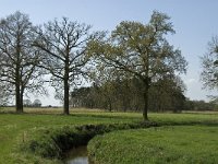 NL, Noord-Brabant, Baarle-Nassau, Halsche Beemden 15, Saxifraga-Jan van der Straaten