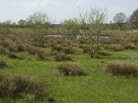 NL, Noord-Brabant, Baarle-Nassau, Halsche Beemden 20, Saxifraga-Jan van der Straaten