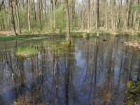 NL, Noord-Brabant, Bladel, Beersbroek 2, Saxifraga-Tom Heijnen