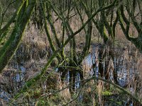 NL, Noord-Brabant, Bladel, Beersbroek 21, Saxifraga-Tom Heijnen