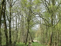 NL, Noord-Brabant, Bladel, Beersbroek 7, Saxifraga-Tom Heijnen