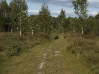 NL, Noord-Brabant, Bladel, Grijze Steen 1, Saxifraga-Jan van der Straaten