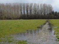 NL, Noord-Brabant, Boxtel, Rooije Steeg 11, Saxifraga-Jan van der Straaten