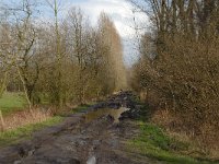 NL, Noord-Brabant, Boxtel, Rooije Steeg 2, Saxifraga-Jan van der Straaten