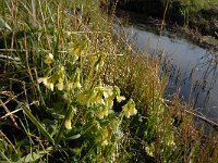 NL, Noord-Brabant, Boxtel, Vleeschbroek 5, Saxifraga-Jan van der Straaten