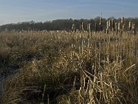 NL, Noord-Brabant, Goirle, Riels Laag 13, Saxifraga-Jan van der Straaten