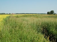 NL, Noord-Brabant, Goirle, Riels Laag 4, Saxifraga-Willem van Kruijsbergen