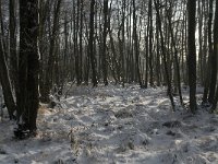 NL, Noord-Brabant, Heeze-Leende, Goorsche Putten 2, Saxifraga-Jan van der Straaten