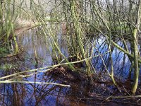 NL, Noord-Brabant, Oirschot, Beersbroek 12, Saxifraga-Tom Heijnen