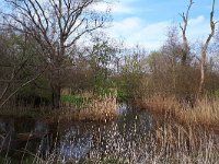 NL, Noord-Brabant, Oirschot, Beersbroek 14, Saxifraga-Tom Heijnen