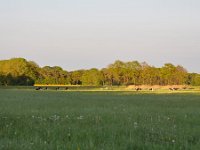 NL, Noord-Brabant, Oirschot, Beersbroek 3, Saxifraga-Tom Heijnen