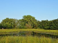 NL, Noord-Brabant, Oirschot, Beersbroek 5, Saxifraga-Tom Heijnen