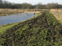 NL, Noord-Brabant, Oirschot, Westelbeersche Broek 11, Saxifraga-Jan van der Straaten