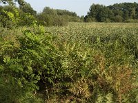 NL, Noord-Brabant, Sint Michielsgestel, Zegenworp 10, Saxifraga-Jan van der Straaten