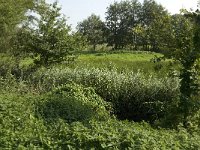 NL, Noord-Brabant, Sint Michielsgestel, Zegenworp 11, Saxifraga-Jan van der Straaten