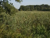 NL, Noord-Brabant, Sint Michielsgestel, Zegenworp 9, Saxifraga-Jan van der Straaten