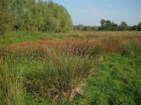 NL, Noord-Brabant, Sint-Oedenrode, Nijnsel, Dommelbeemden 3, Saxifraga-Henk Sierdsema