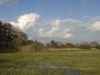 NL, Noord-Brabant, Sint-Oedenrode, Nijnsel, Dommelbeemden 31, Saxifraga-Jan van der Straaten