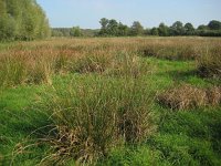 NL, Noord-Brabant, Sint-Oedenrode, Nijnsel, Dommelbeemden 4, Saxifraga-Henk Sierdsema