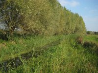 NL, Noord-Brabant, Sint-Oedenrode, Nijnsel, Dommelbeemden 7, Saxifraga-Henk Sierdsema