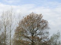 NL, Noord-Brabant, Sint-Oedenrode, Olland, Dommel 1, Saxifraga-Jan van der Straaten