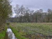 NL, Noord-Brabant, Valkenswaard, De Elshouters 10, Saxifraga-Tom Heijnen