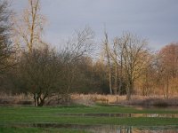 NL, Noord-Brabant, Valkenswaard, De Elshouters 13, Saxifraga-Tom Heijnen