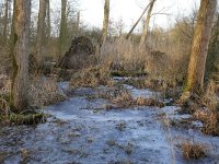 NL, Noord-Brabant, Valkenswaard, De Elshouters 3, Saxifraga-Tom Heijnen