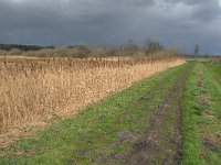 NL, Noord-Brabant, Valkenswaard, Schaftse Brug 6, Saxifraga-Jan van der Straaten