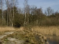 NL, Noord-Brabant, Valkenswaard, fishponds 5, Saxifraga-Jan van der Straaten