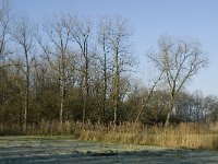 NL, Noord-Brabant, Waalre, De Elshouters 9, Saxifraga-Jan van der Straaten