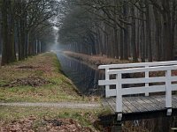 NL, Drenthe, Noordenveld, Bankenbosch 1, Saxifraga-Hans Dekker