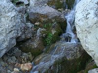 F, Isere, Gresse-en-Vercors, Les Sources de la Gresse 4, Saxifraga-Marijke Verhagen