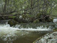 F, Lozere, Fraissinet-de-Lozere, Cascade de Runes 9, Saxifraga-Willem van Kruijsbergen