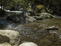 F, Pyrenees Orientales, Vernet-les-Bains, Gorges du Cady 2, Saxifraga-Jan van der Straaten