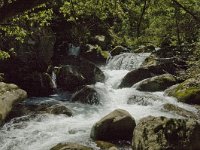 F, Pyrenees Orientales, Vernet-les-Bains, Gorges du Cady 5, Saxifraga-Jan van der Straaten