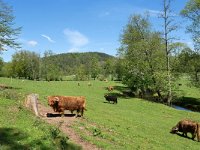 D, Rheinland-Pfalz, Daun, Eisenschmitt, Salm near Kloster Himmerod 1, Saxifraga-Tom Heijnen