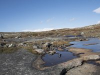 N, Buskerud, Hol, Fagerheim 15, Saxifraga-Willem van Kruijsbergen