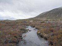 N, Trondelag, Oppdal, Gronbakken 12, Saxifraga-Willem van Kruijsbergen