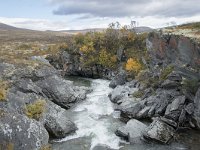 N, Trondelag, Oppdal, Gronbakken 38, Saxifraga-Willem van Kruijsbergen